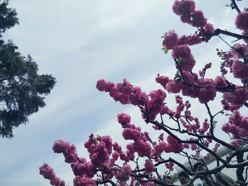 昆明湖边的梅花。真正的春风十里不如你