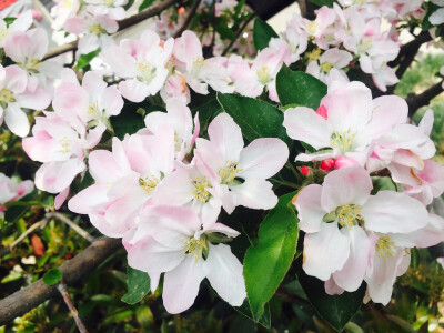 青岛 花海