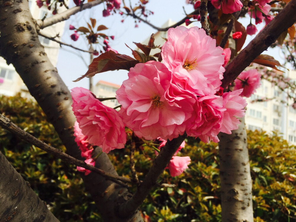 青岛 花海