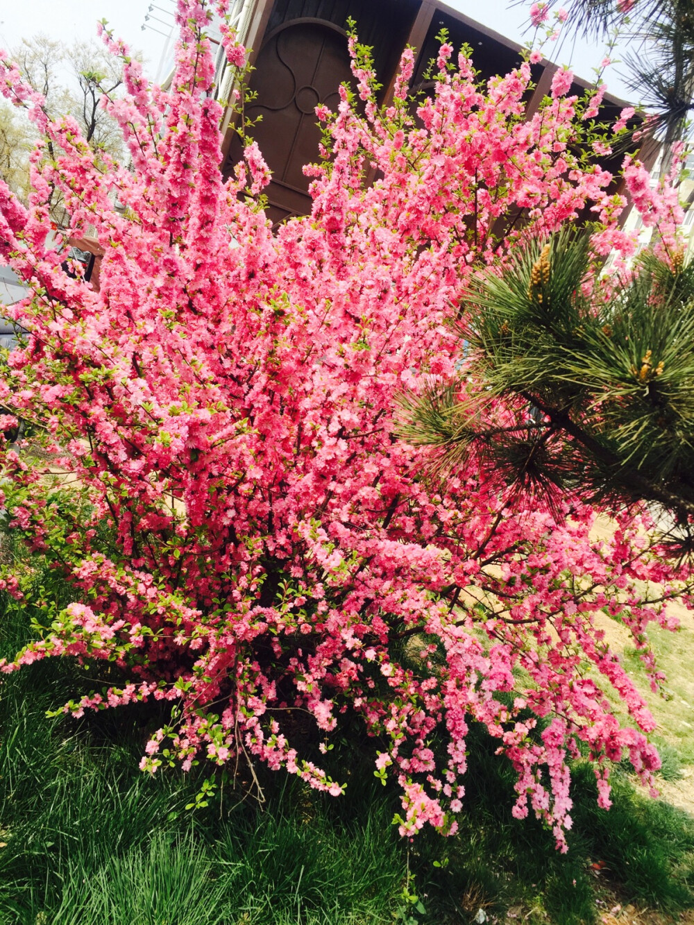 青岛 花海