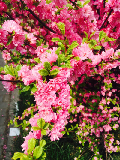 青岛 花海