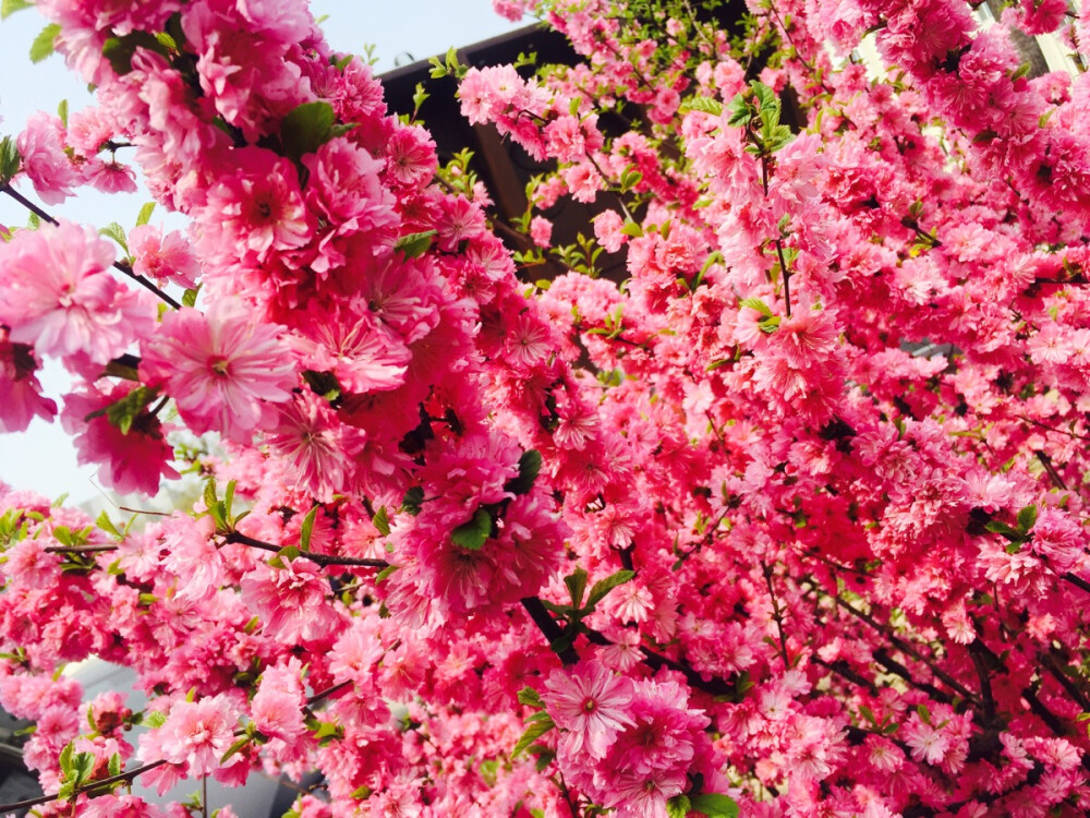 青岛 花海