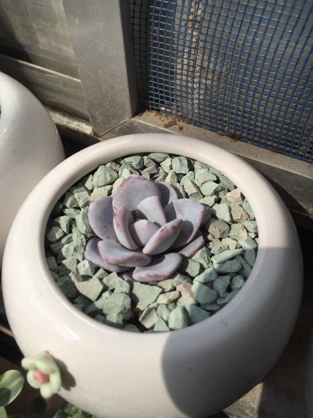 雪莲，有些掉粉了