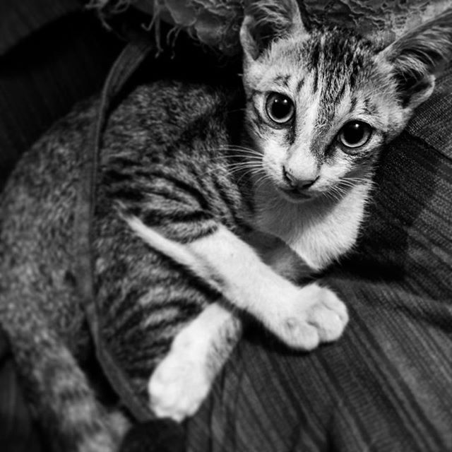  After not going home for two days this lil kitten misses me. Though I feel love he is owning my lap like a sitting king #kitten #cats #catslove #catsofinstagram #instacat #kucing #neko #animalportrait #bw #bnw #blackandwhite #monochrome #cute 