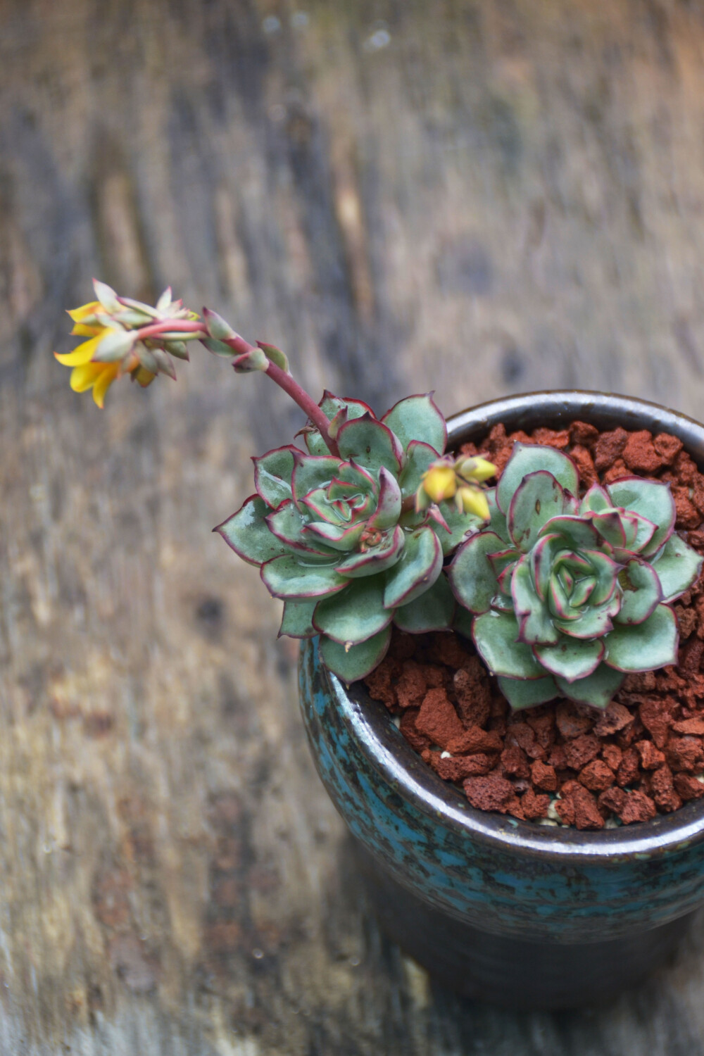 #思栩花草# 月光女神Echeveria Moon Goddess，雨后更显温柔，好似双瞳剪水，巧笑倩兮，美目盼兮！