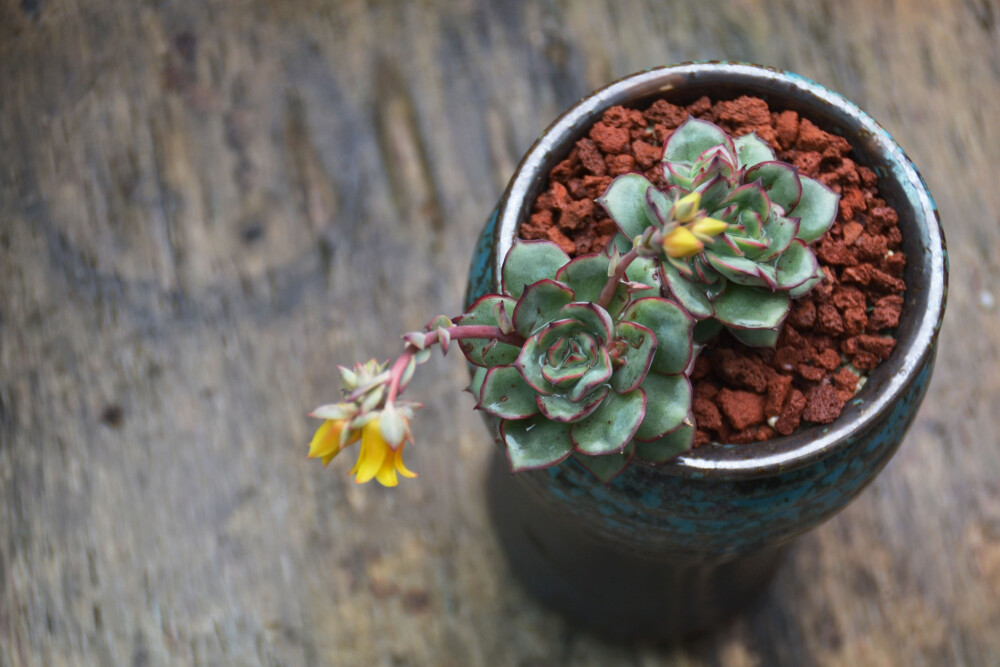 #思栩花草# 月光女神Echeveria Moon Goddess，雨后更显温柔，好似双瞳剪水，巧笑倩兮，美目盼兮！