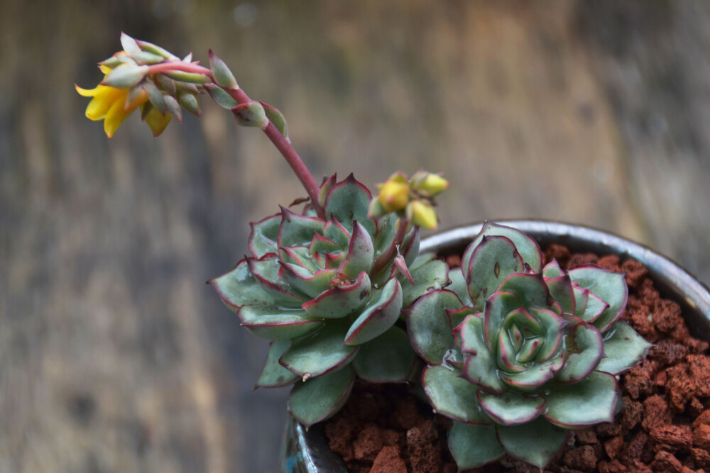 #思栩花草# 月光女神Echeveria Moon Goddess，雨后更显温柔，好似双瞳剪水，巧笑倩兮，美目盼兮！