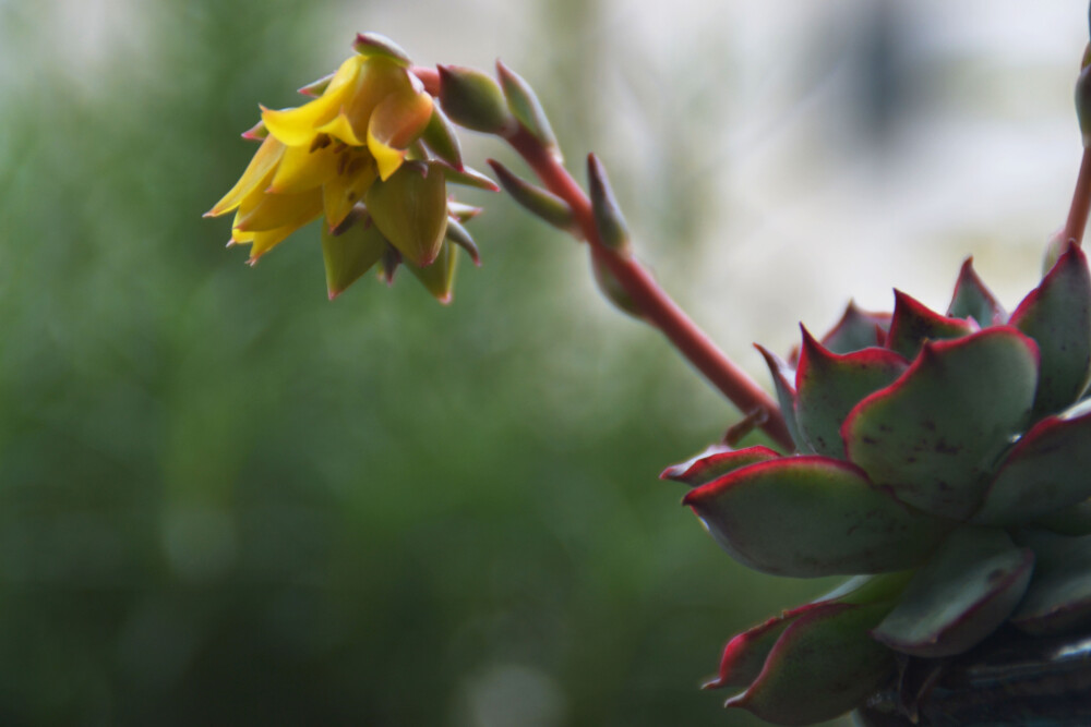 #思栩花草# 月光女神Echeveria Moon Goddess，雨后更显温柔，好似双瞳剪水，巧笑倩兮，美目盼兮！