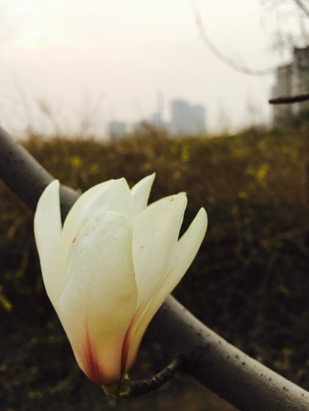 这是木兰花还是木棉花？傻傻分不清。