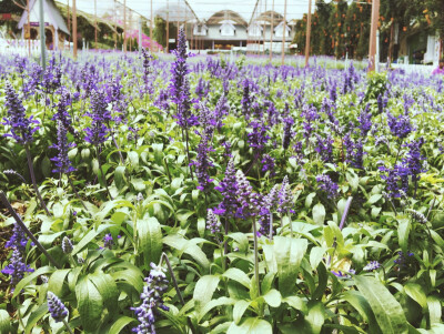 Cameron highland