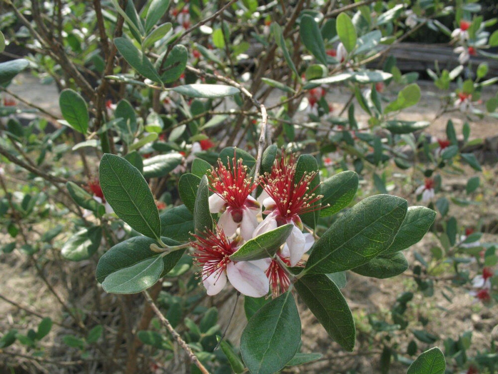 侵图请告，即删 菲油果/斐济果（Feijoa）原产南美国家。果实外皮深绿色，内部类似芭乐，富含维生素C。花亦可食。