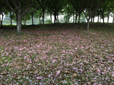 落红不是无情物，化作春泥更护花。