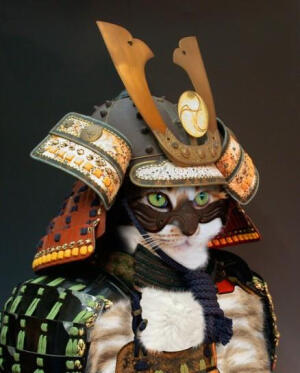 浮世绘 猫 猫咪 喵喵 喵星人 手绘 和风 日本 东瀛 个性的喵星人 猫和武士 武士喵 萌宠 摄影 个性