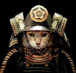 浮世绘 猫 猫咪 喵喵 喵星人 手绘 和风 日本 东瀛 个性的喵星人 猫和武士 武士喵 萌宠 摄影 个性