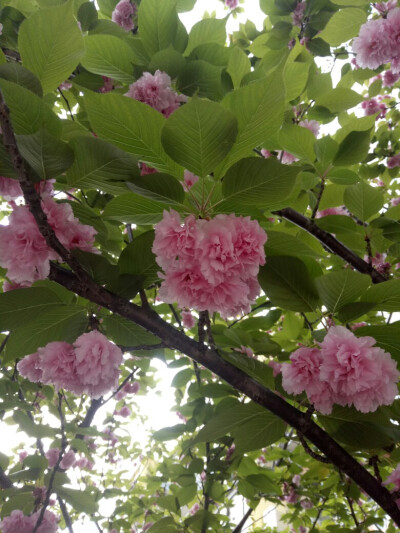 落花时节又逢君。