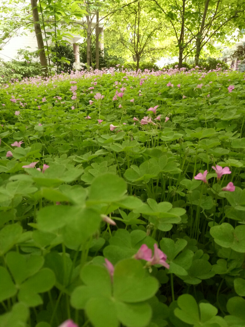 落花时节又逢君。