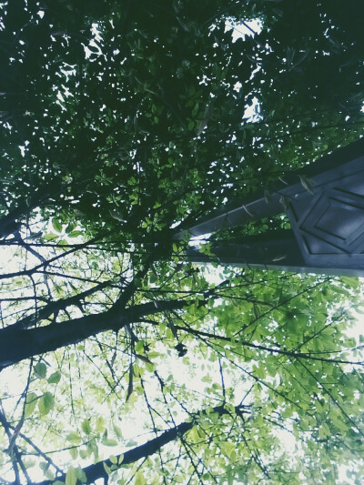 雨后的树显得格外清新