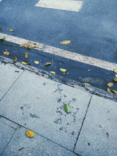 雨后的路还有被雨打下的树叶，虽然杂乱但又时一番风味