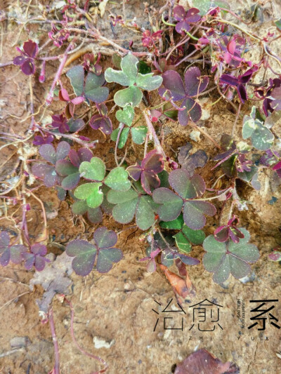 不知名的花草，与土壤截然不同的颜色，夺人眼目。