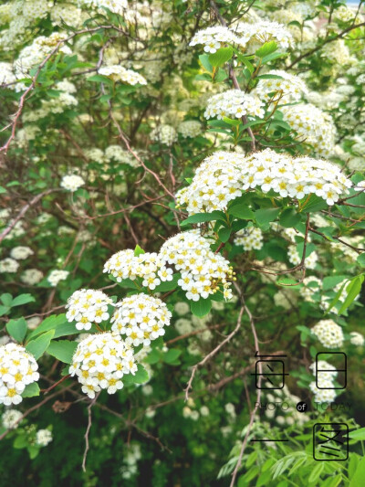 有时候只是偏爱盛开的花朵。