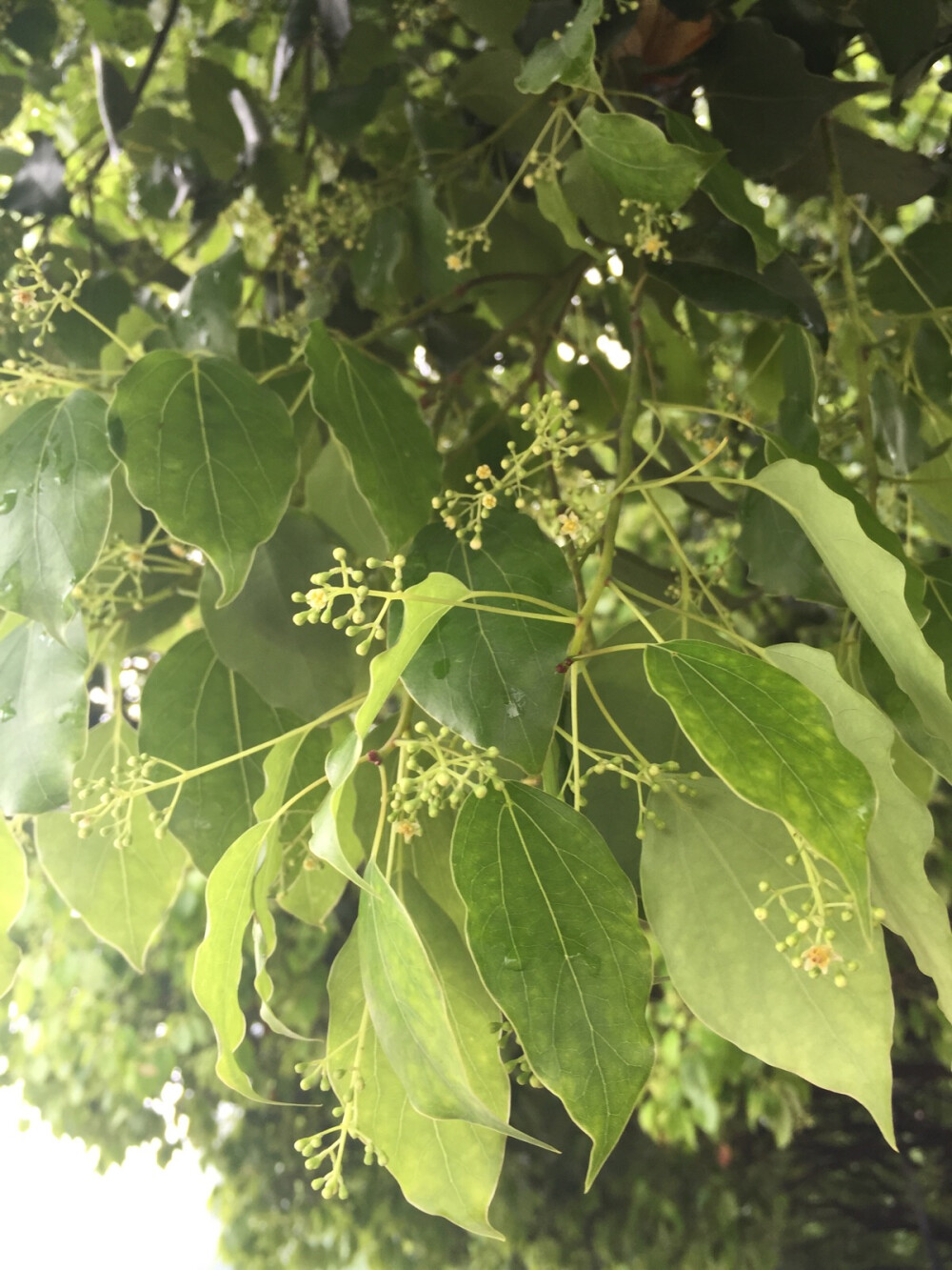 4.16 在春雨里洗过的太阳。