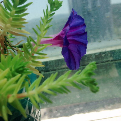 花盆里自己长出来的小喇叭花开了