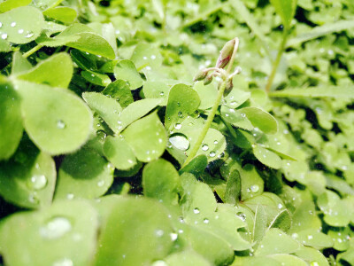 天街小雨润如酥