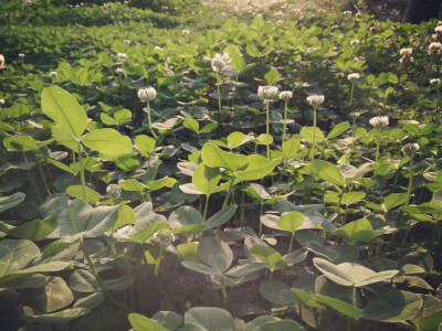 花开时节