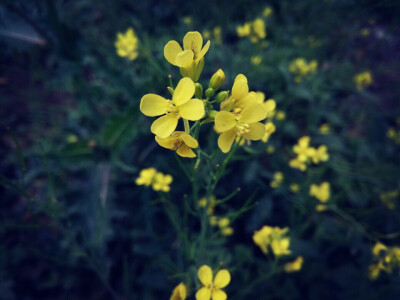 花开时节