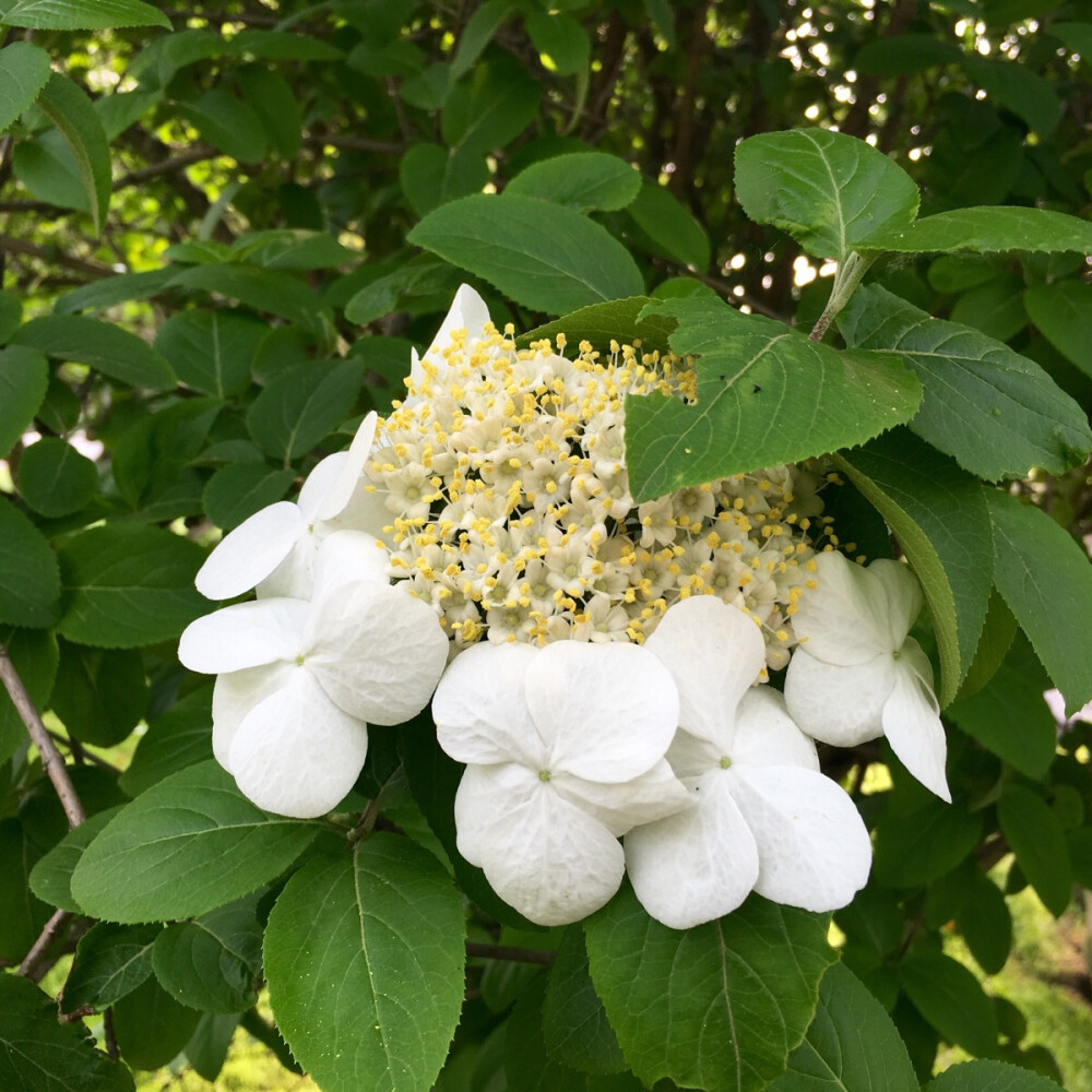 扬州琼花