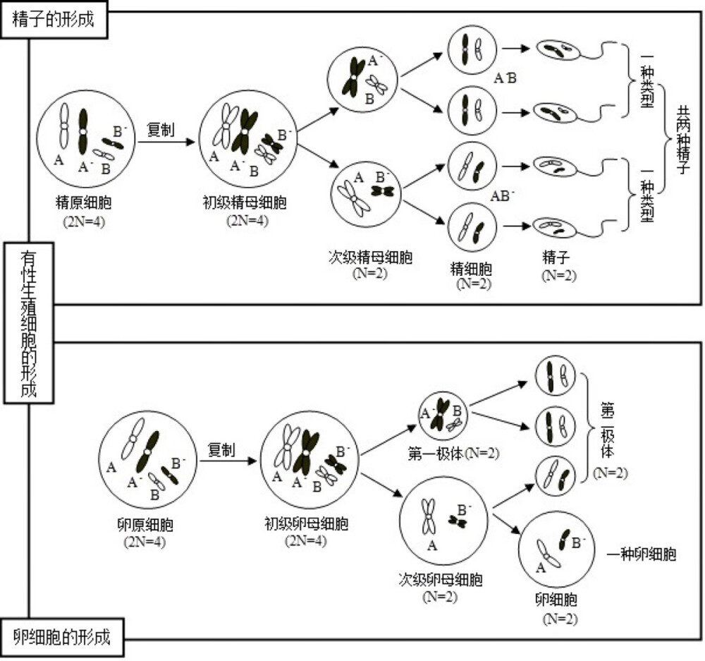 必修2生物知识点