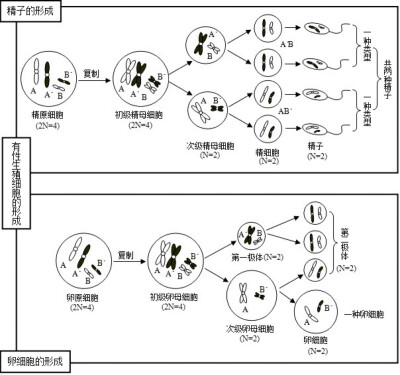 必修2生物知识点