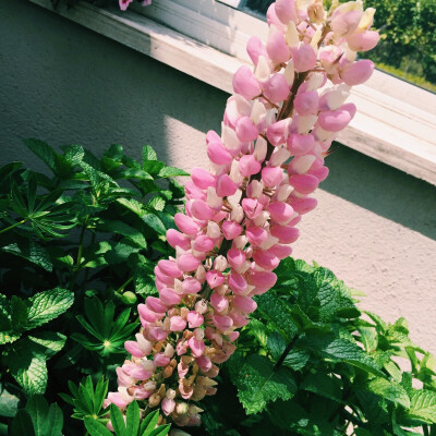 庭院里的花花草草