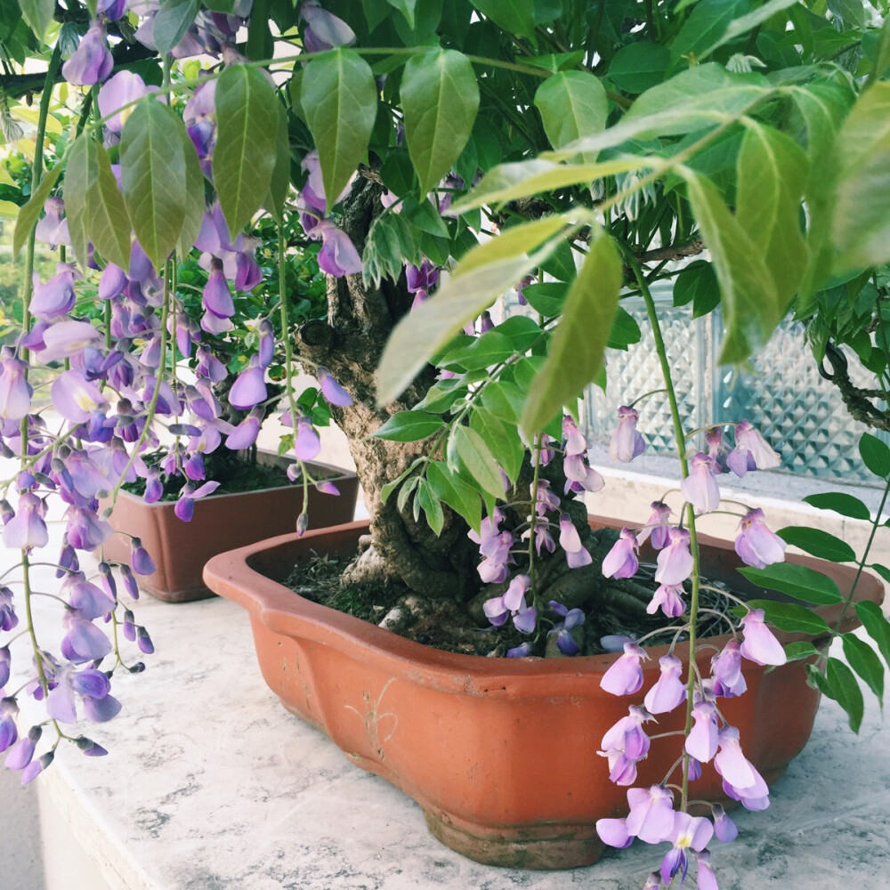 庭院里的花花草草