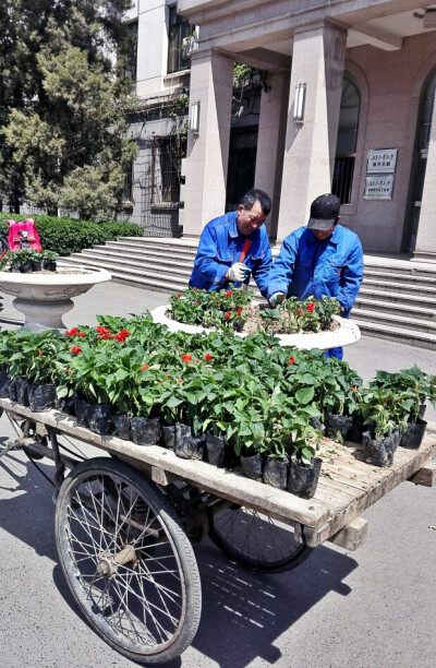 春天，在学校的花坛里种花了