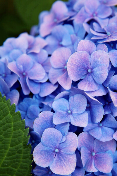 紫阳花