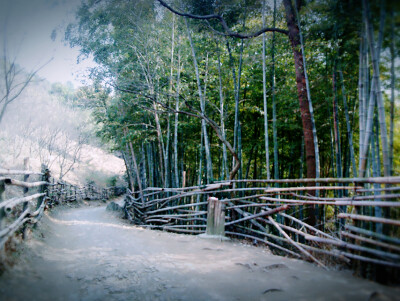 摄影 森林 竹林 景色 旅行 远足