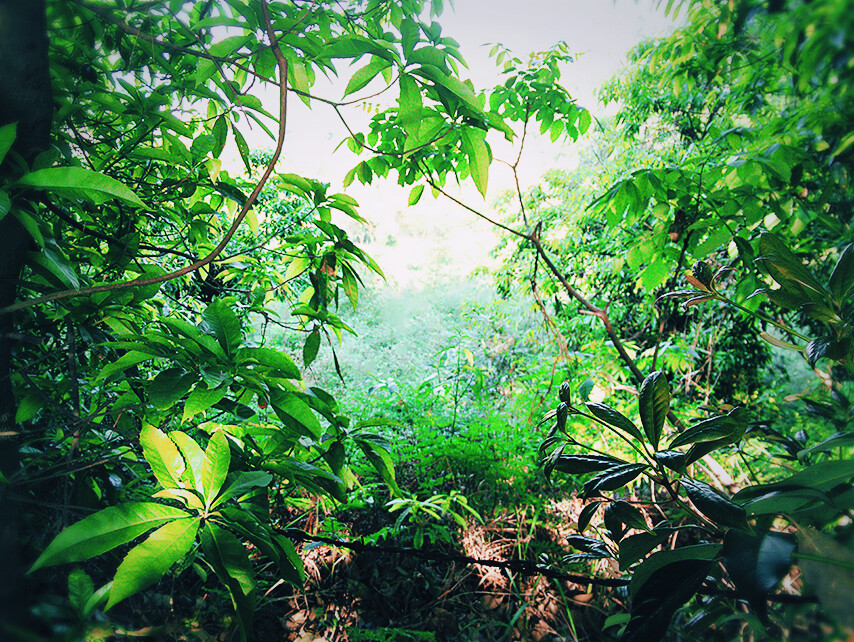 摄影
风景 山 眺望 森林