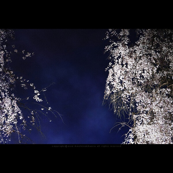 樱花 赏樱 花瓣 粉红 小清新 日式 和风 摄影 植物 花 景色 美景 壁纸