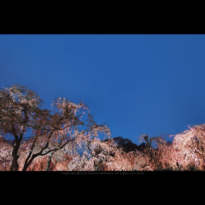 樱花 赏樱 花瓣 粉红 小清新 日式 和风 摄影 植物 花 景色 美景 壁纸