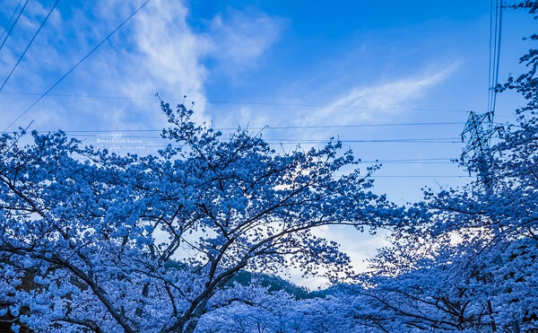 樱花 赏樱 花瓣 粉红 小清新 日式 和风 摄影 植物 花 景色 美景 壁纸