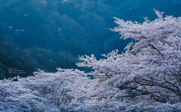 樱花 赏樱 花瓣 粉红 小清新 日式 和风 摄影 植物 花 景色 美景 壁纸