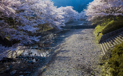 樱花 赏樱 花瓣 粉红 小清新 日式 和风 摄影 植物 花 景色 美景 壁纸