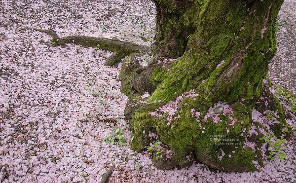 樱花 赏樱 花瓣 粉红 小清新 日式 和风 摄影 植物 花 景色 美景 壁纸