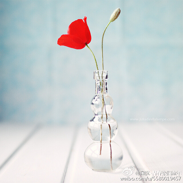 唯美 清新 手绘 水彩 油画 花 植物 摄影