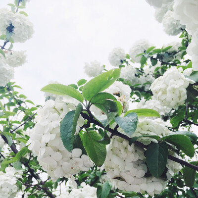 2016 4月 杭州 西溪湿地 花朝节