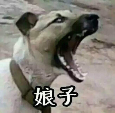 哈哈哈