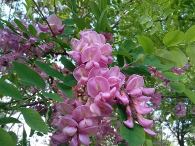 3.两体雄蕊(Diadelphous Stamens) 一花中10枚雄蕊的花丝连合成二束，如蚕豆、豌豆的雄蕊，其中9枚花丝连合成一束，另一枚雄蕊单独分离，或者每束5枚。这种雄蕊为蝶形花科（或豆科）植物特有。