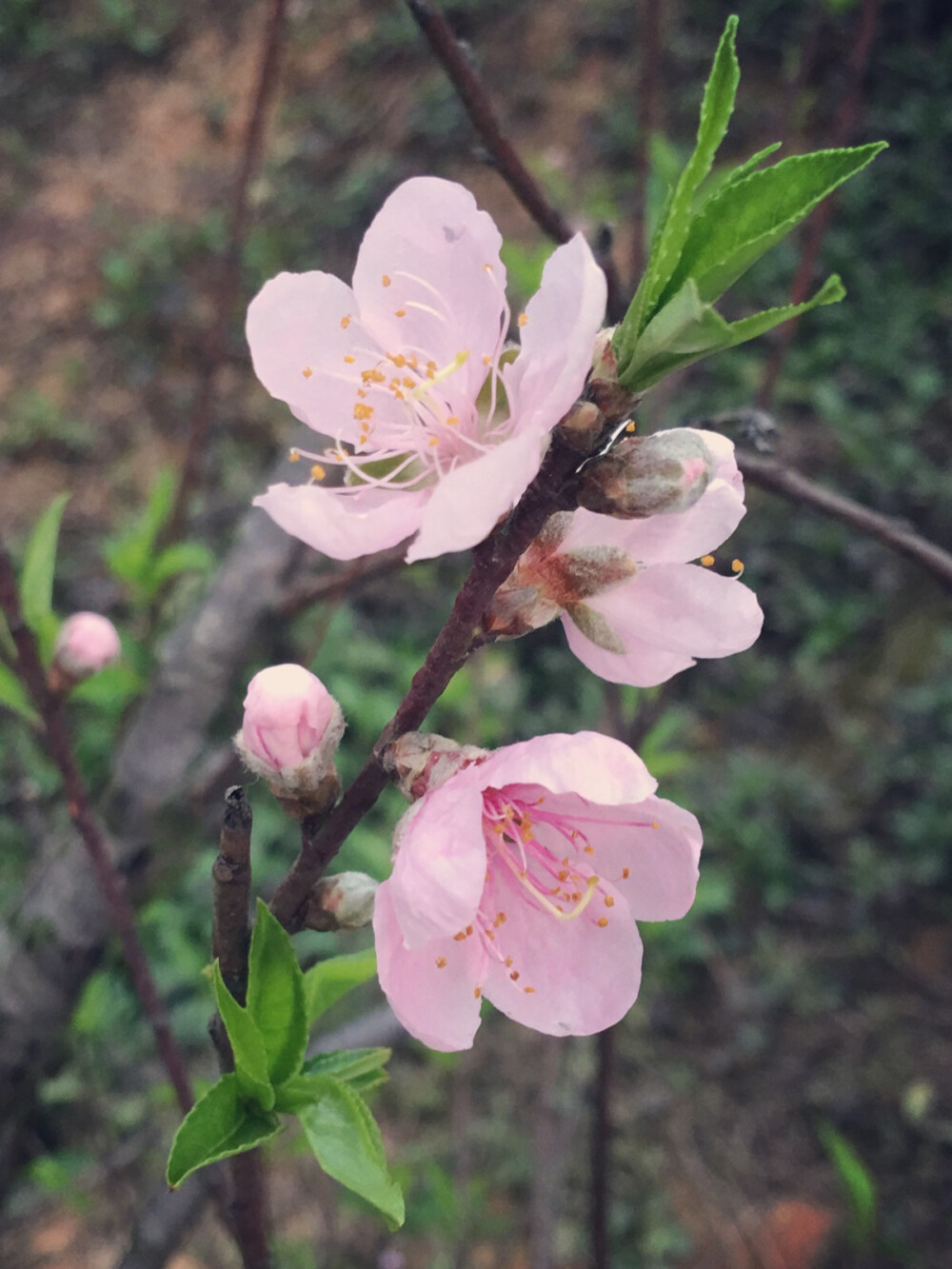 路过一片桃花林°