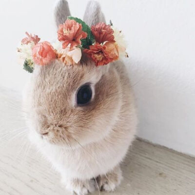 ins上一只又软又萌又甜的小兔兔，主人特别喜欢给他做头饰，真是梦幻的小公主